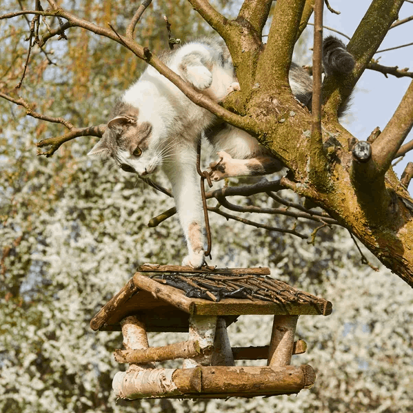 Ou trouver une association pour adopter un chat ou un chaton ?